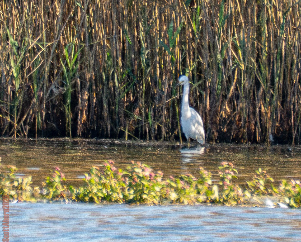 Snowy Egret - ML644963167