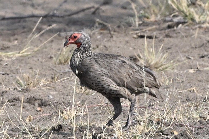Swainson's Spurfowl - ML644963173