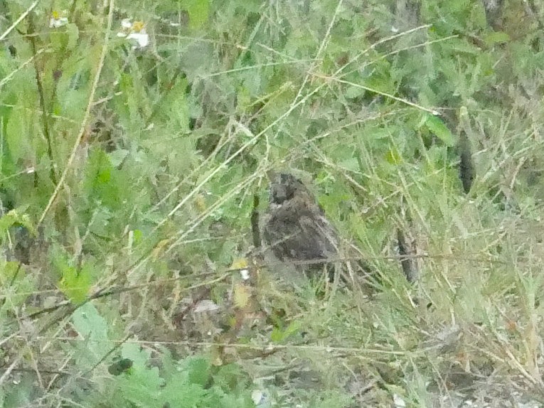 Vesper Sparrow - ML644963190