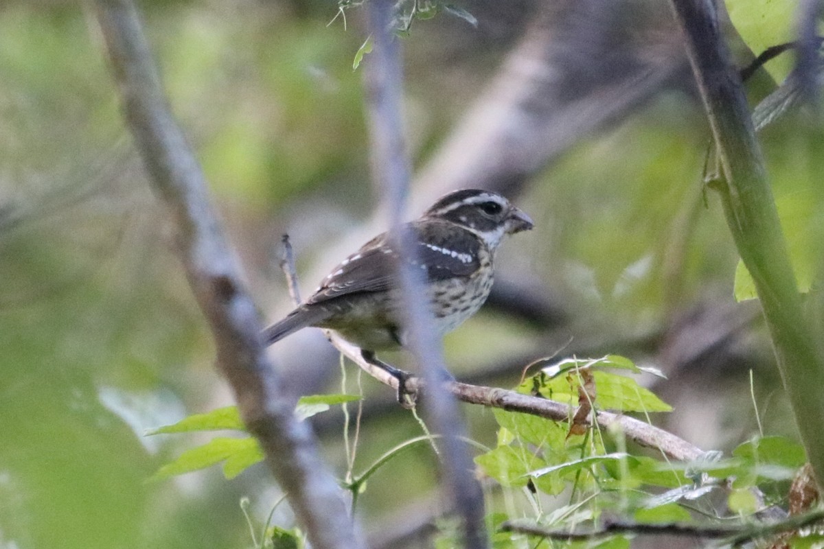 Rose-breasted Grosbeak - ML644963198
