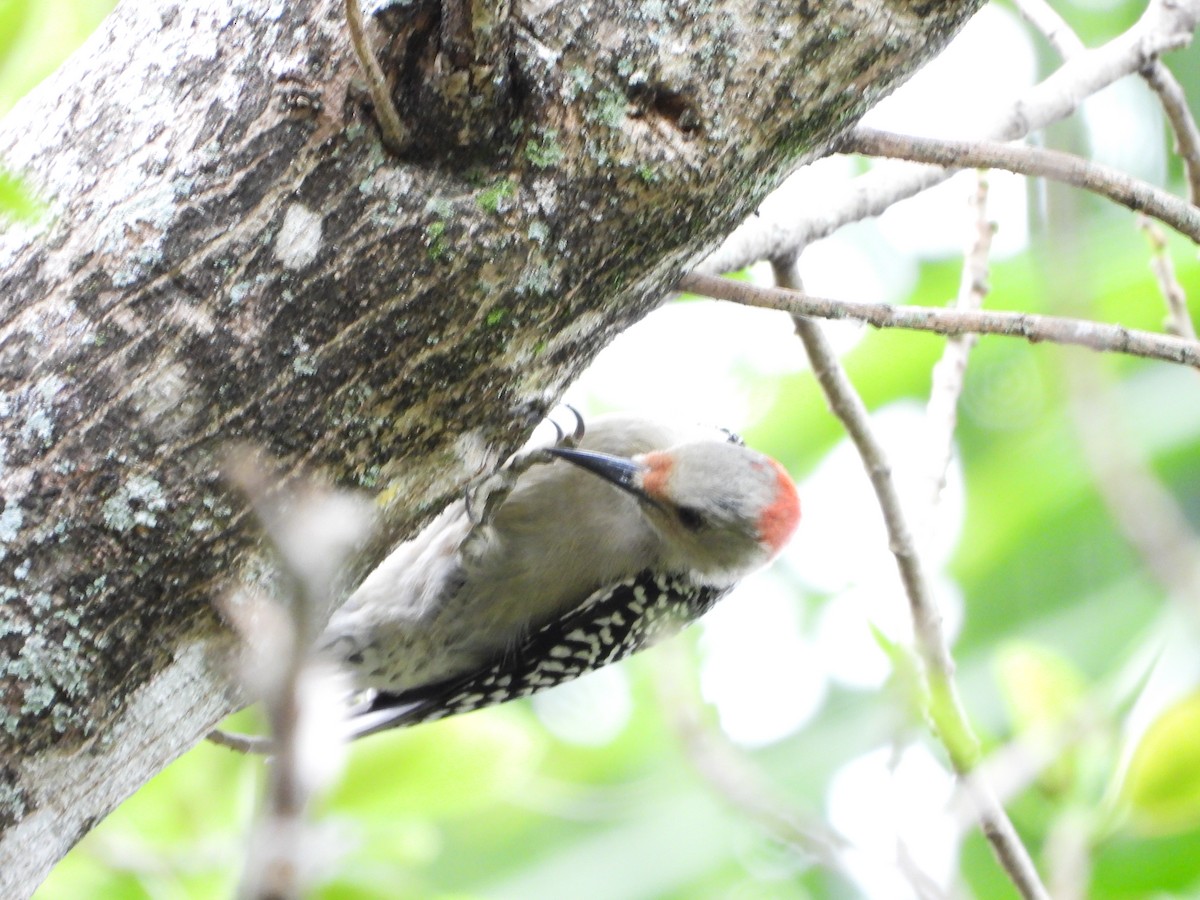 Red-bellied Woodpecker - ML644963216