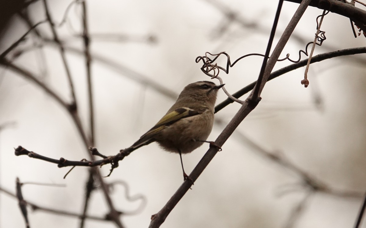 Golden-crowned Kinglet - ML644963233
