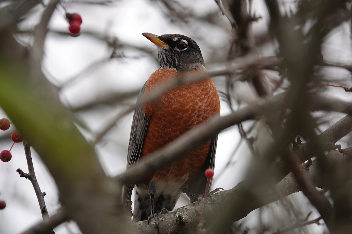 American Robin - ML644963236