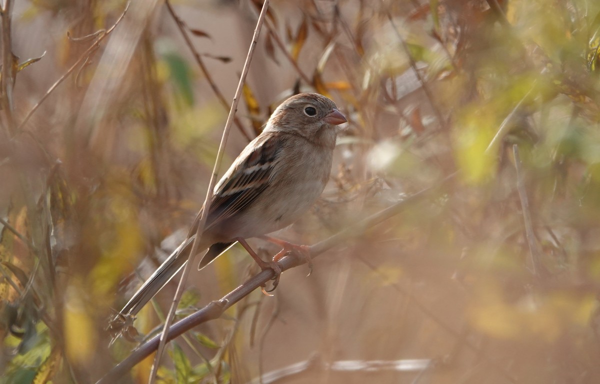 Field Sparrow - ML644963245