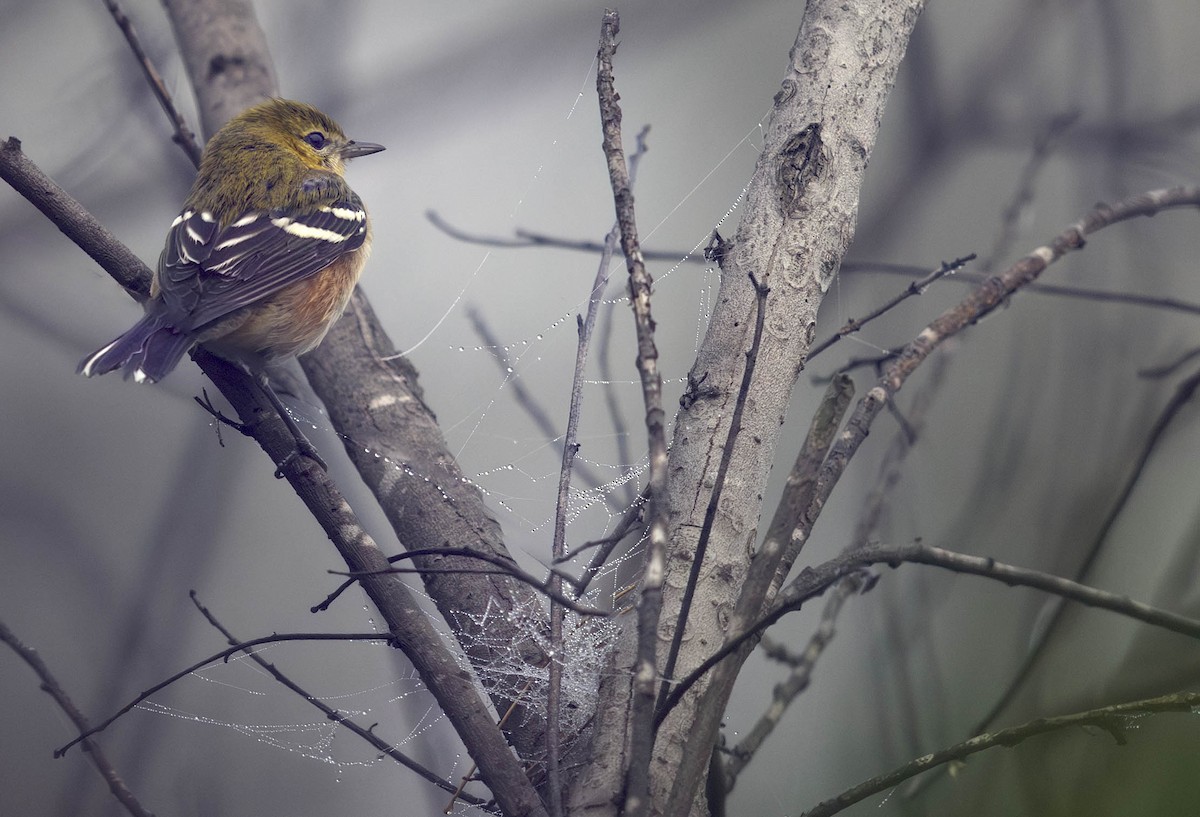 Bay-breasted Warbler - ML644963266