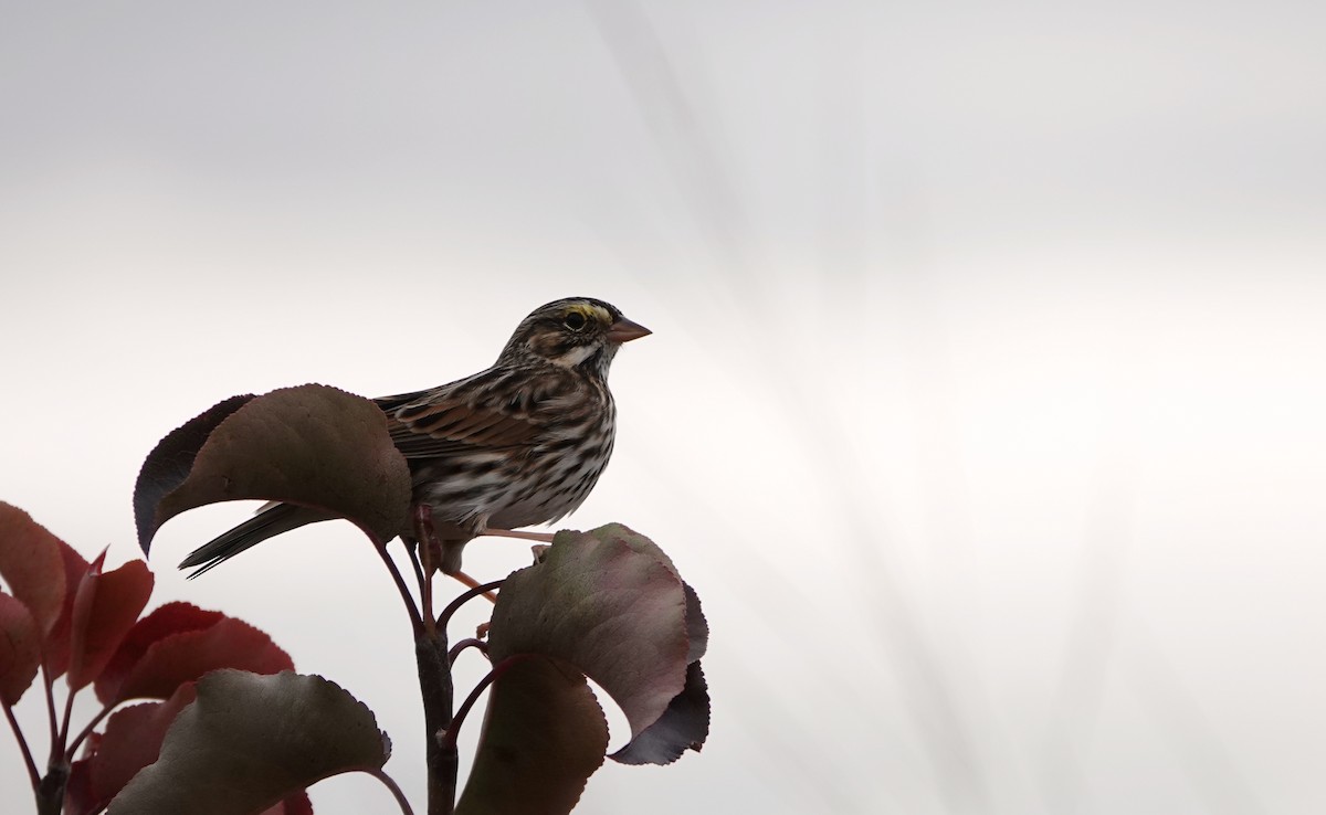 Savannah Sparrow (Savannah) - ML644963267