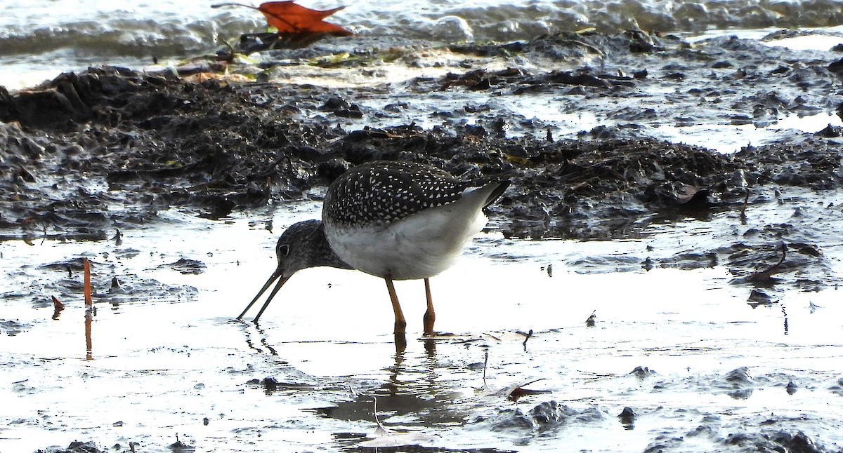 Greater Yellowlegs - ML644963268