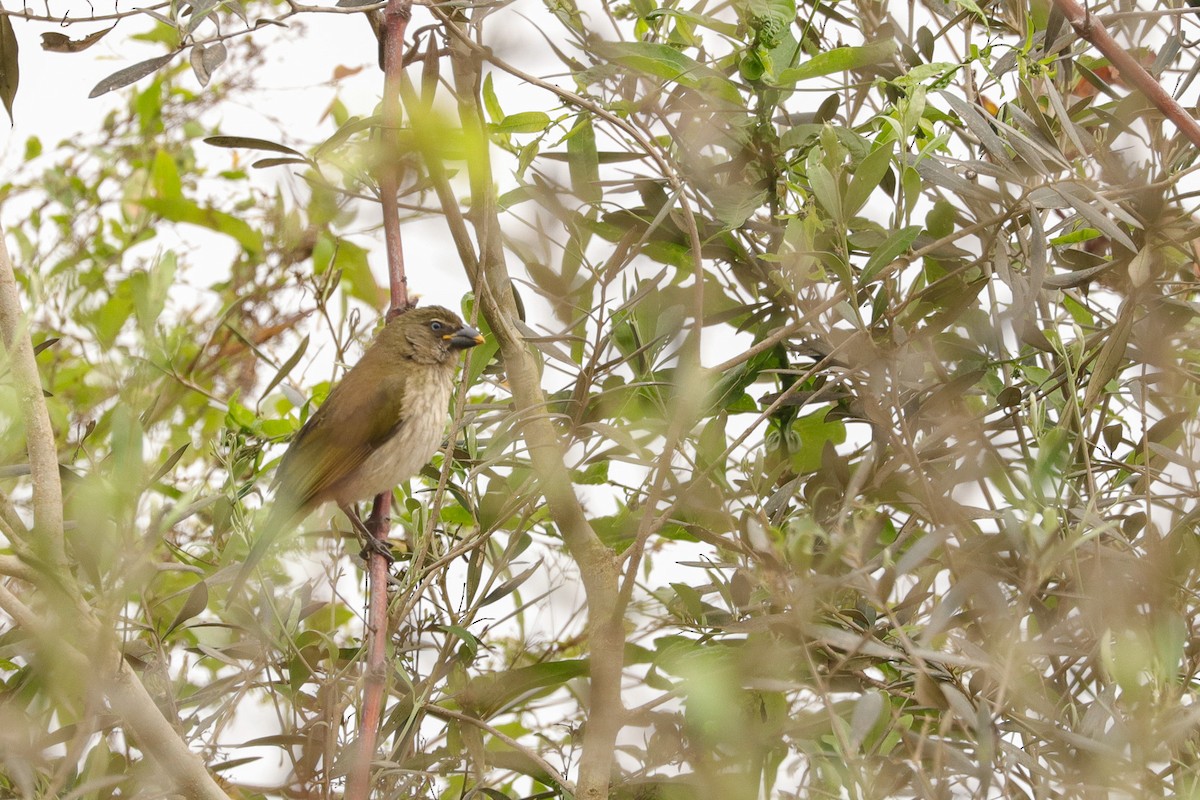 Streaked Saltator - ML644963271