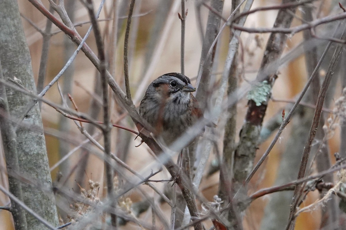 Swamp Sparrow - ML644963275