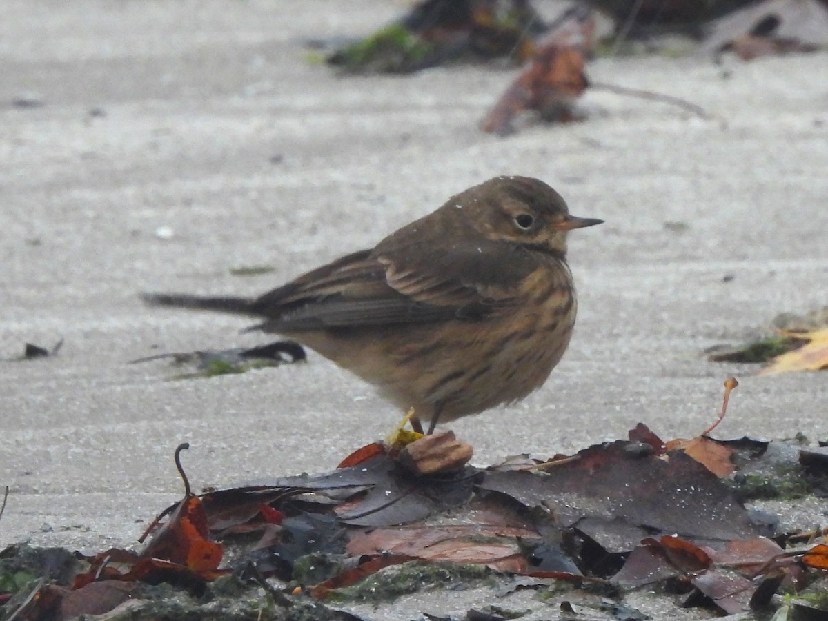 American Pipit - ML644963293