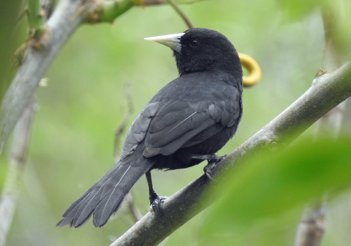 Solitary Black Cacique - ML644963294