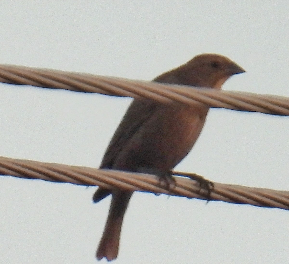 brunhodetrupial - ML644963303