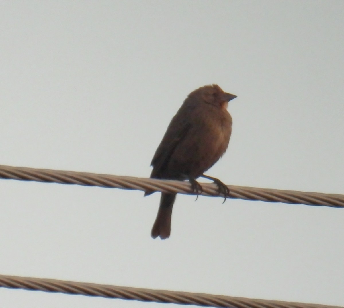 brunhodetrupial - ML644963304