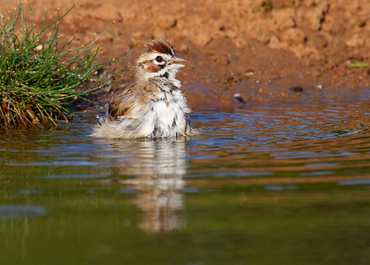 Lark Sparrow - ML644963308