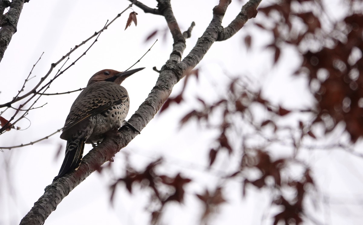 Northern Flicker (Yellow-shafted) - ML644963310