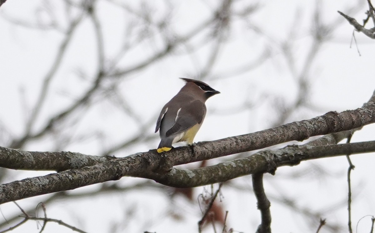 Cedar Waxwing - ML644963314