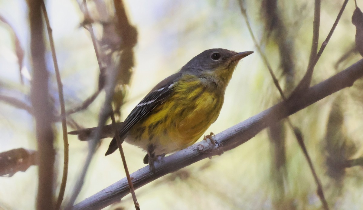 Magnolia Warbler - ML644963325