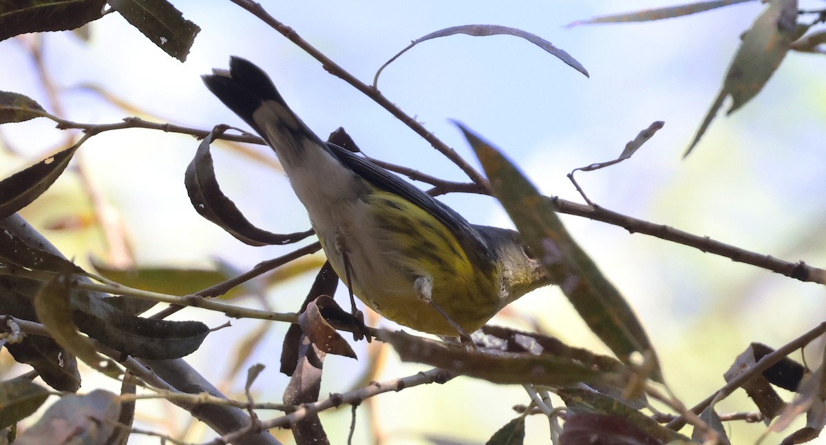 Magnolia Warbler - ML644963326