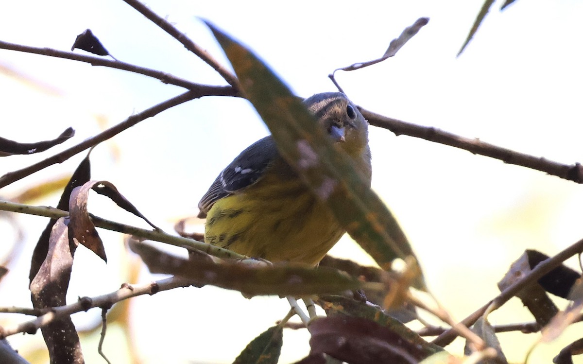 Magnolia Warbler - ML644963327