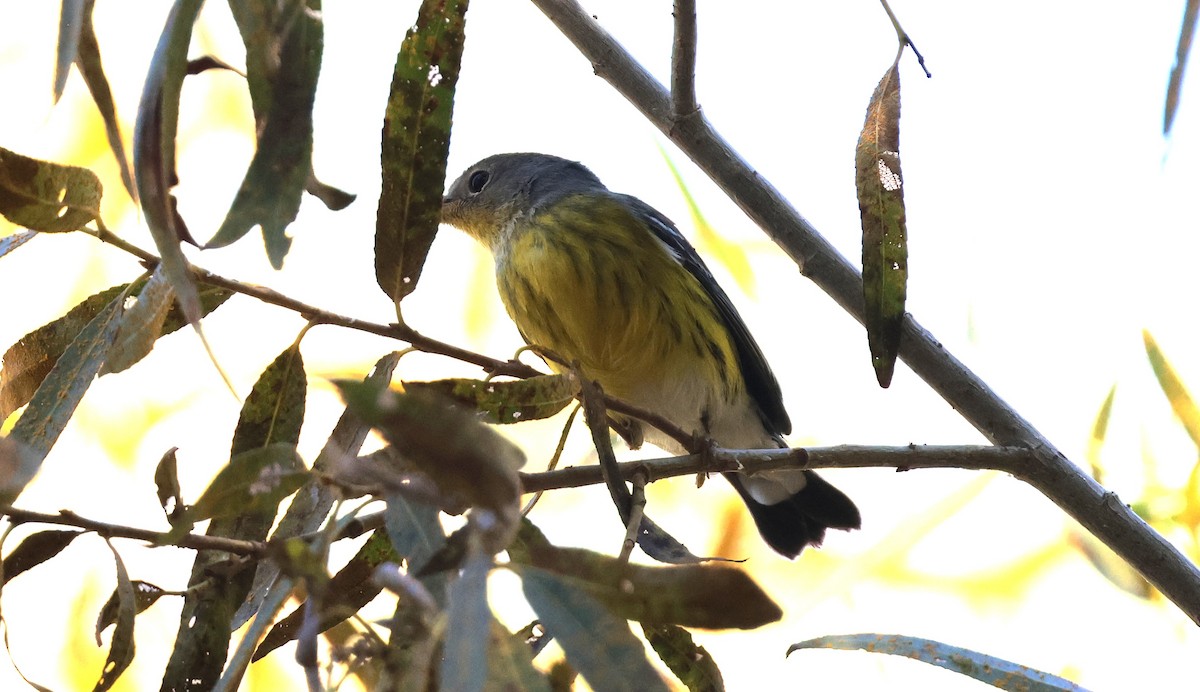 Magnolia Warbler - ML644963328