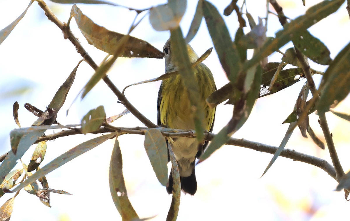 Magnolia Warbler - ML644963329