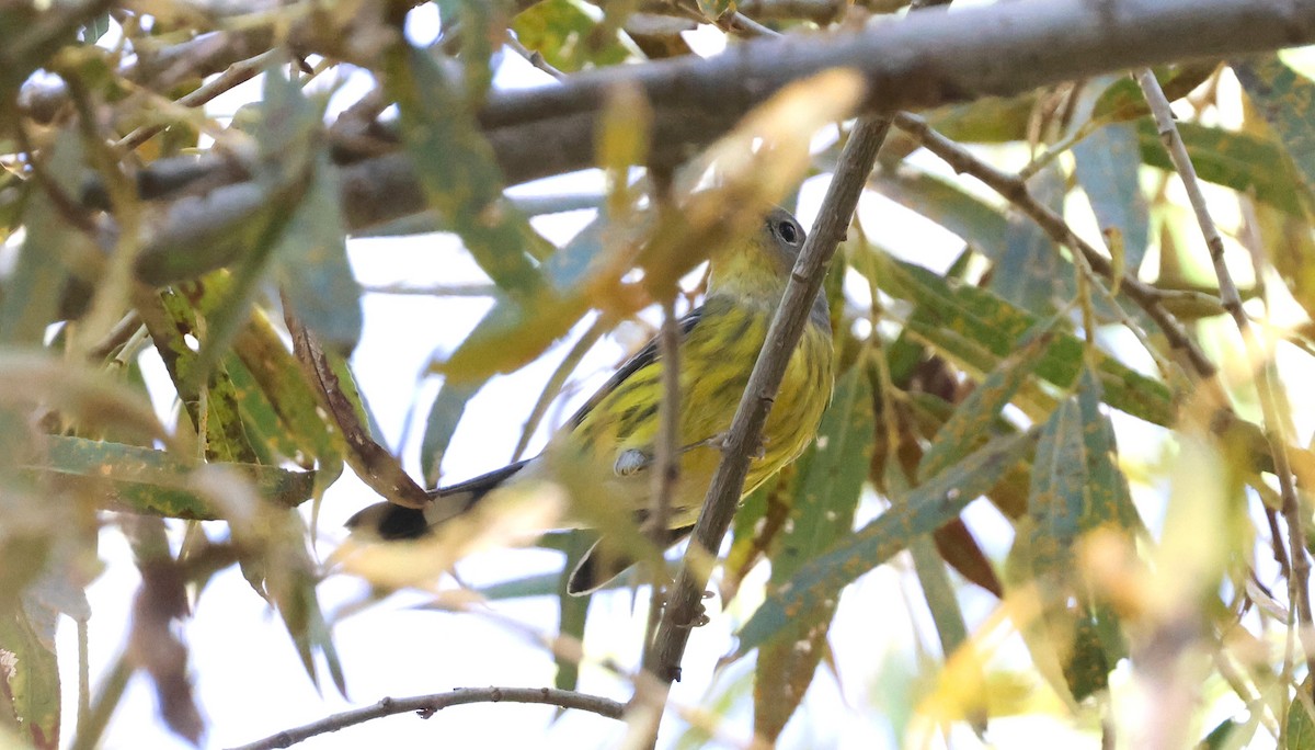 Magnolia Warbler - ML644963330