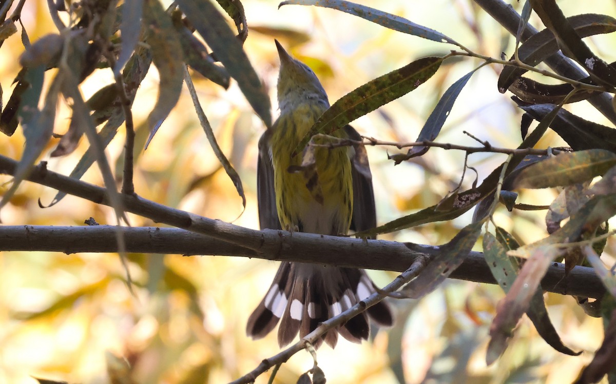 Magnolia Warbler - ML644963331