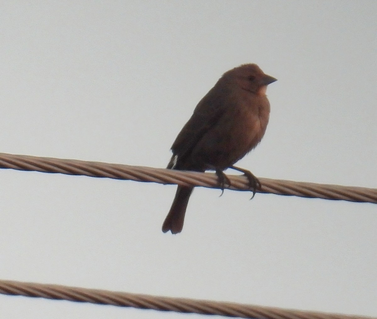 brunhodetrupial - ML644963332