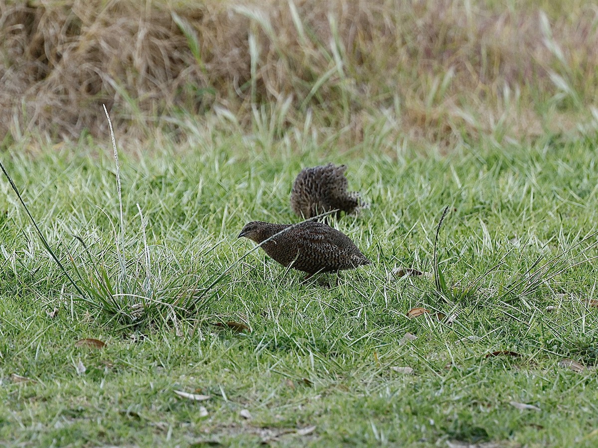 Brown Quail - ML644963359