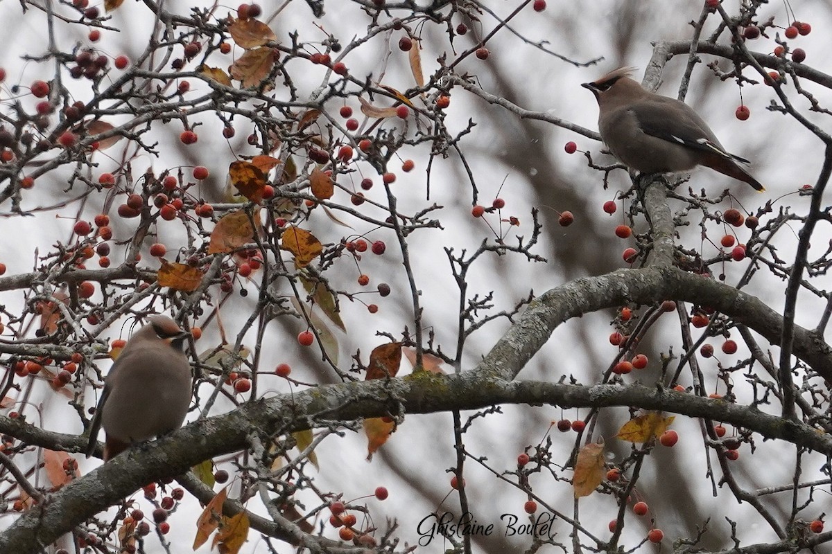 Ampelis Europeo - ML644963362