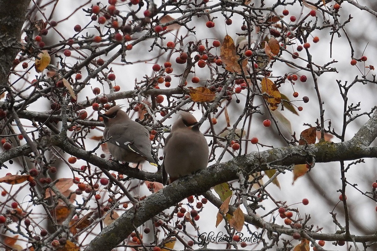 Ampelis Europeo - ML644963364