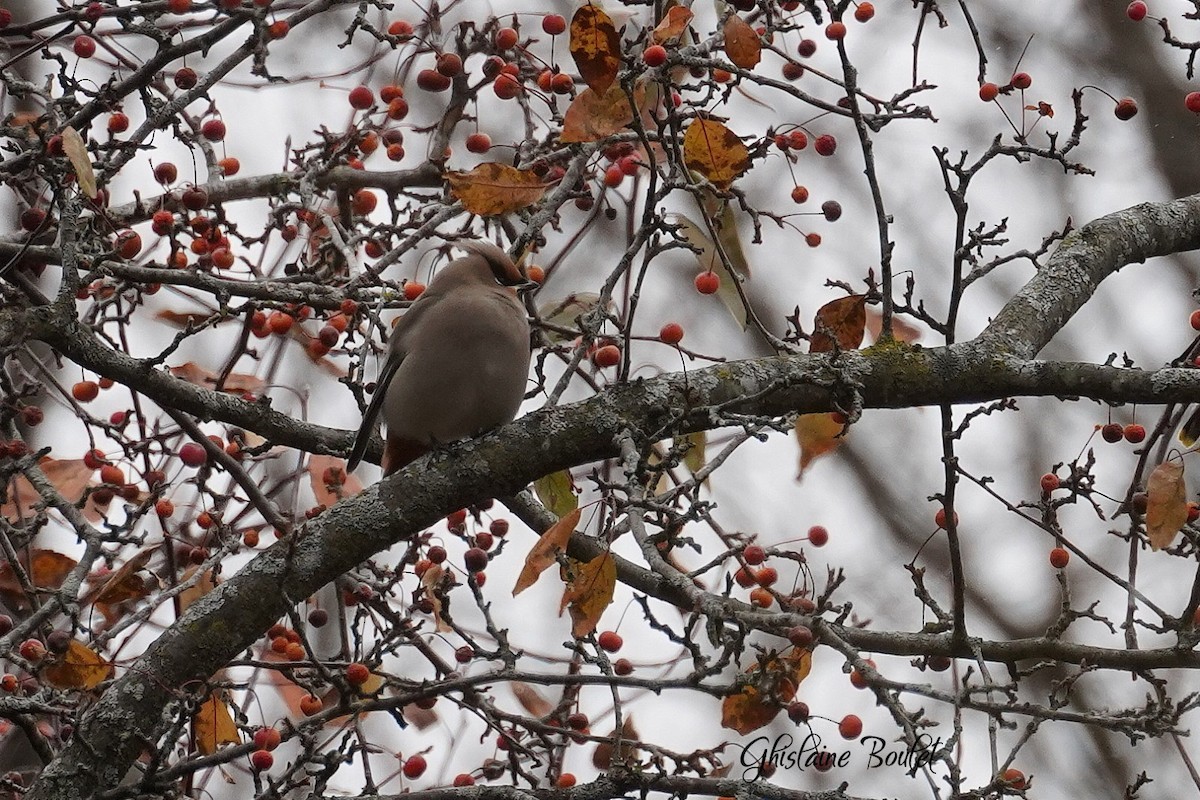 Ampelis Europeo - ML644963365