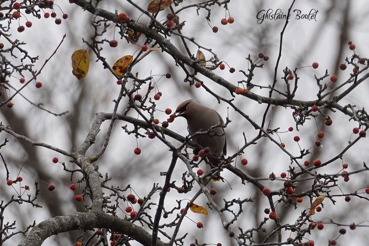 Ampelis Europeo - ML644963366