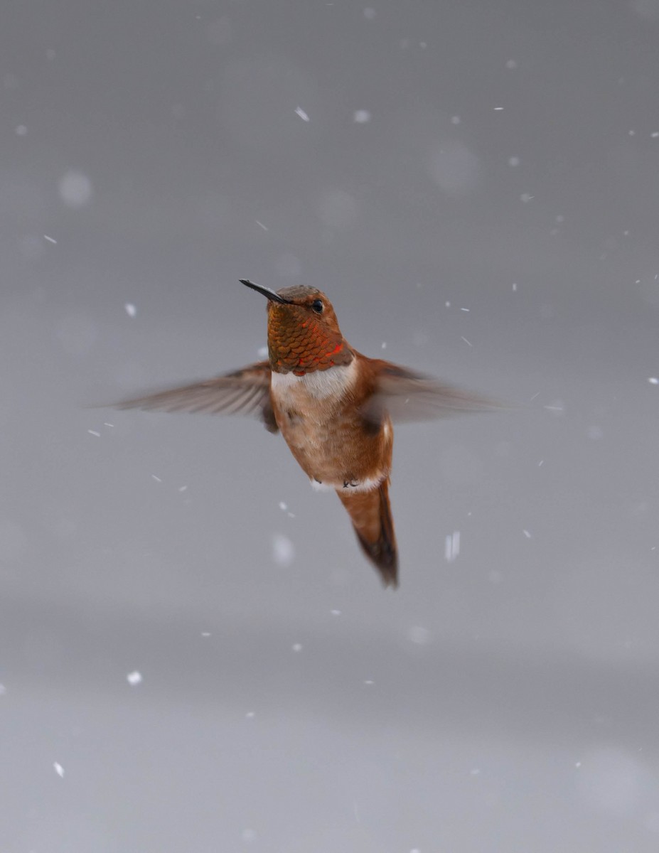 Rufous Hummingbird - ML644963368