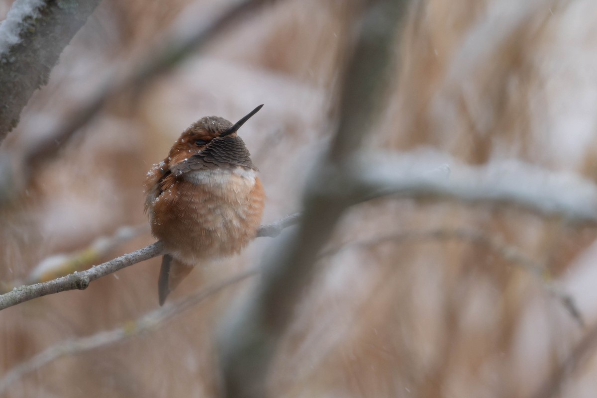 Rufous Hummingbird - ML644963369