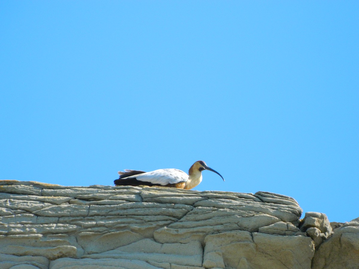 Bandurria Austral - ML644963376