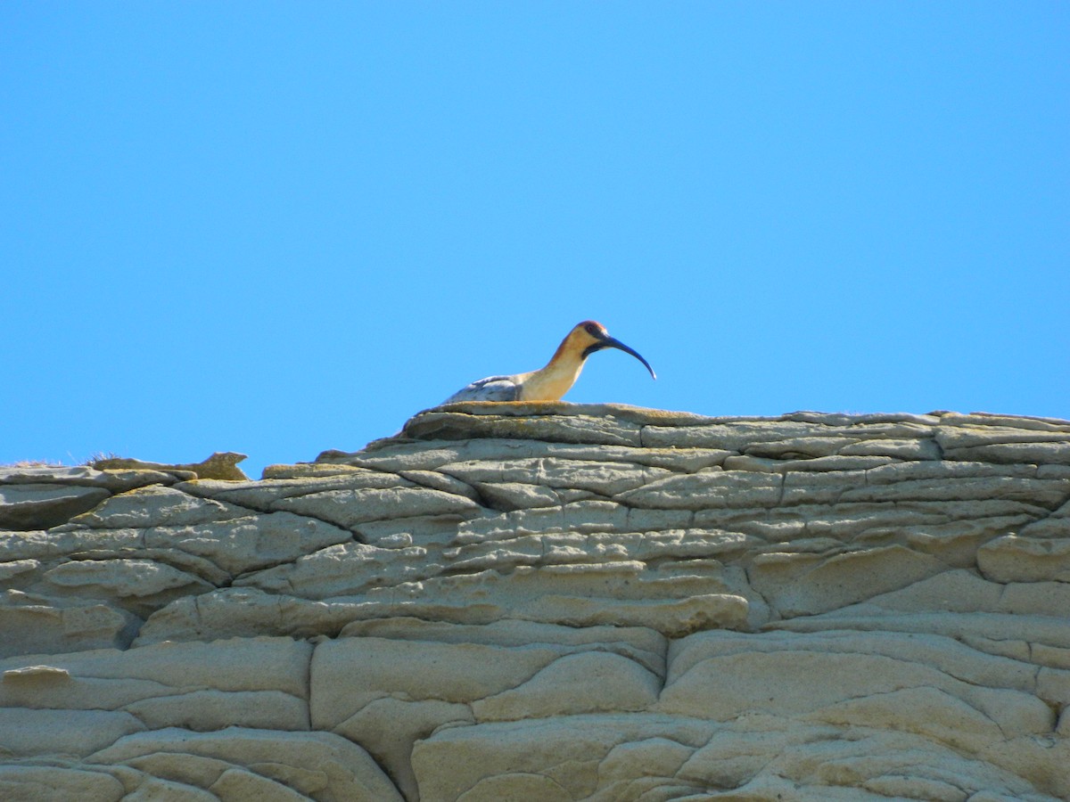 Bandurria Austral - ML644963380