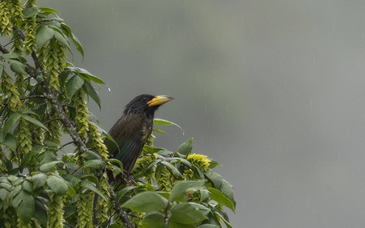 Barbu géant - ML644963381