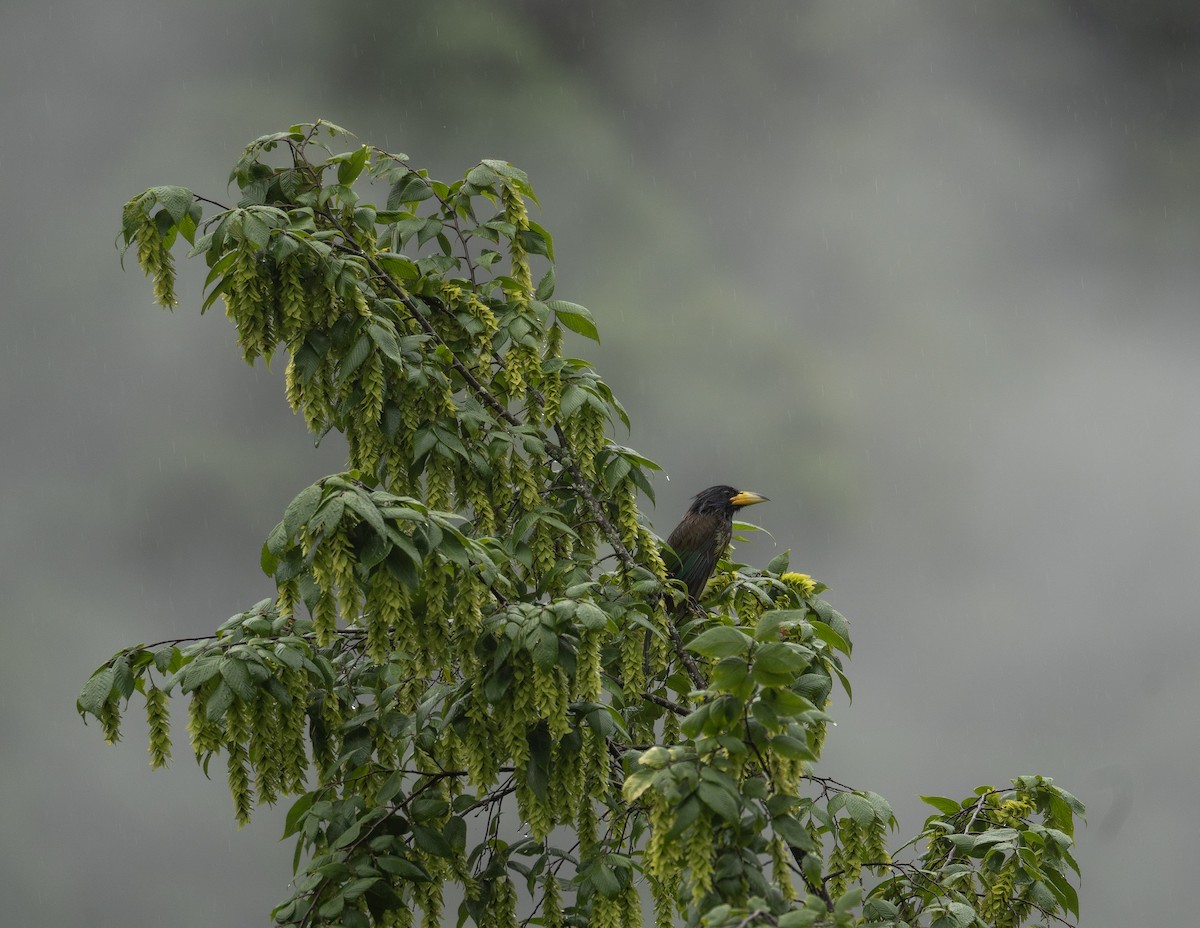 Barbu géant - ML644963382