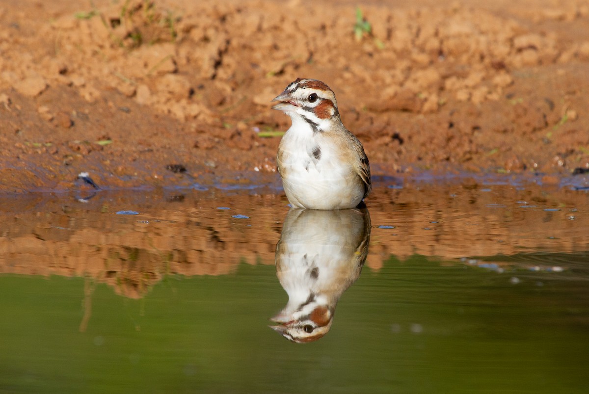 Lark Sparrow - ML644963384