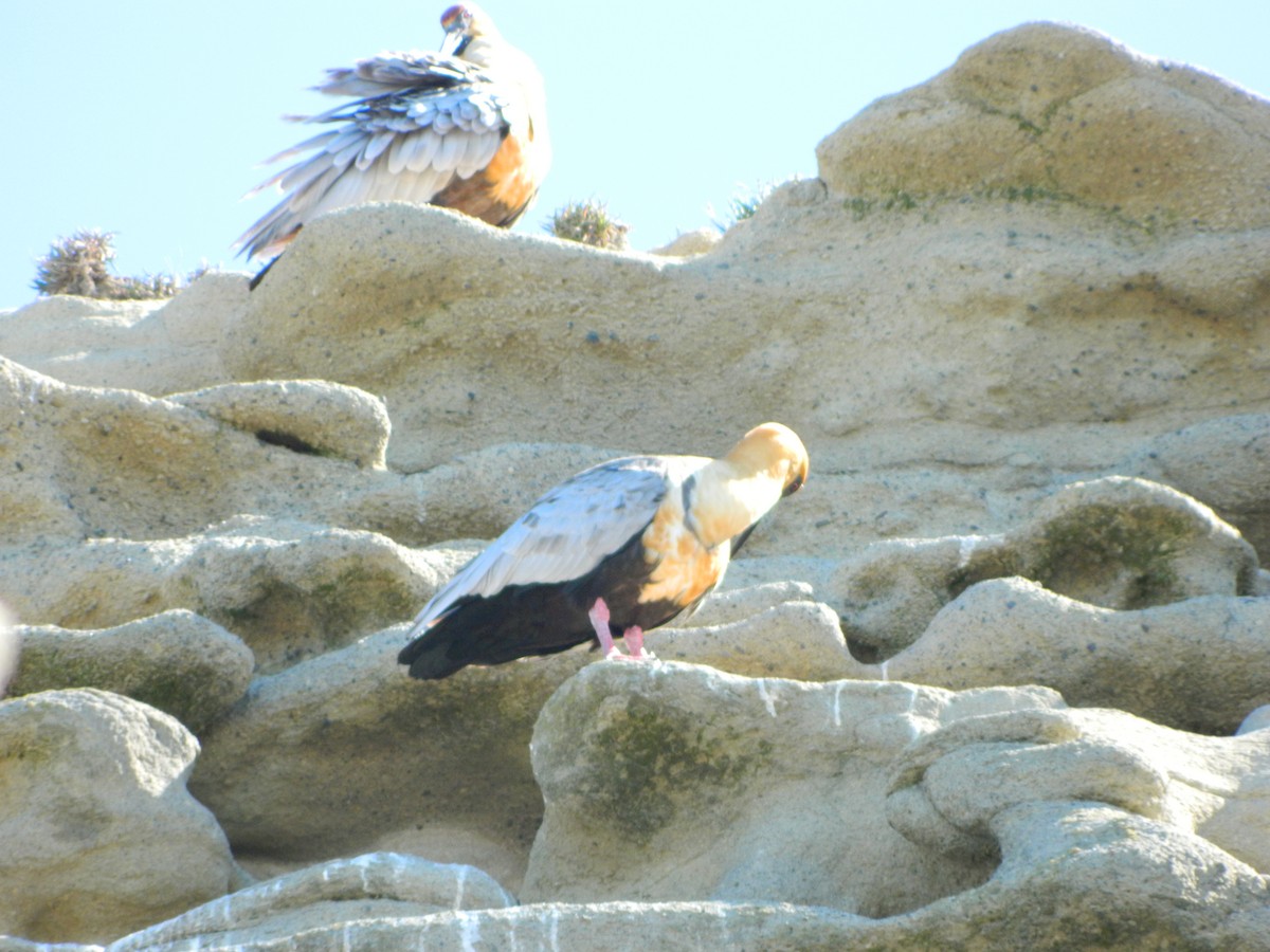 Bandurria Austral - ML644963387