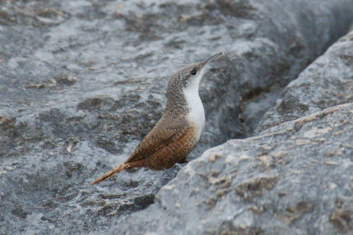 Canyon Wren - ML644963395