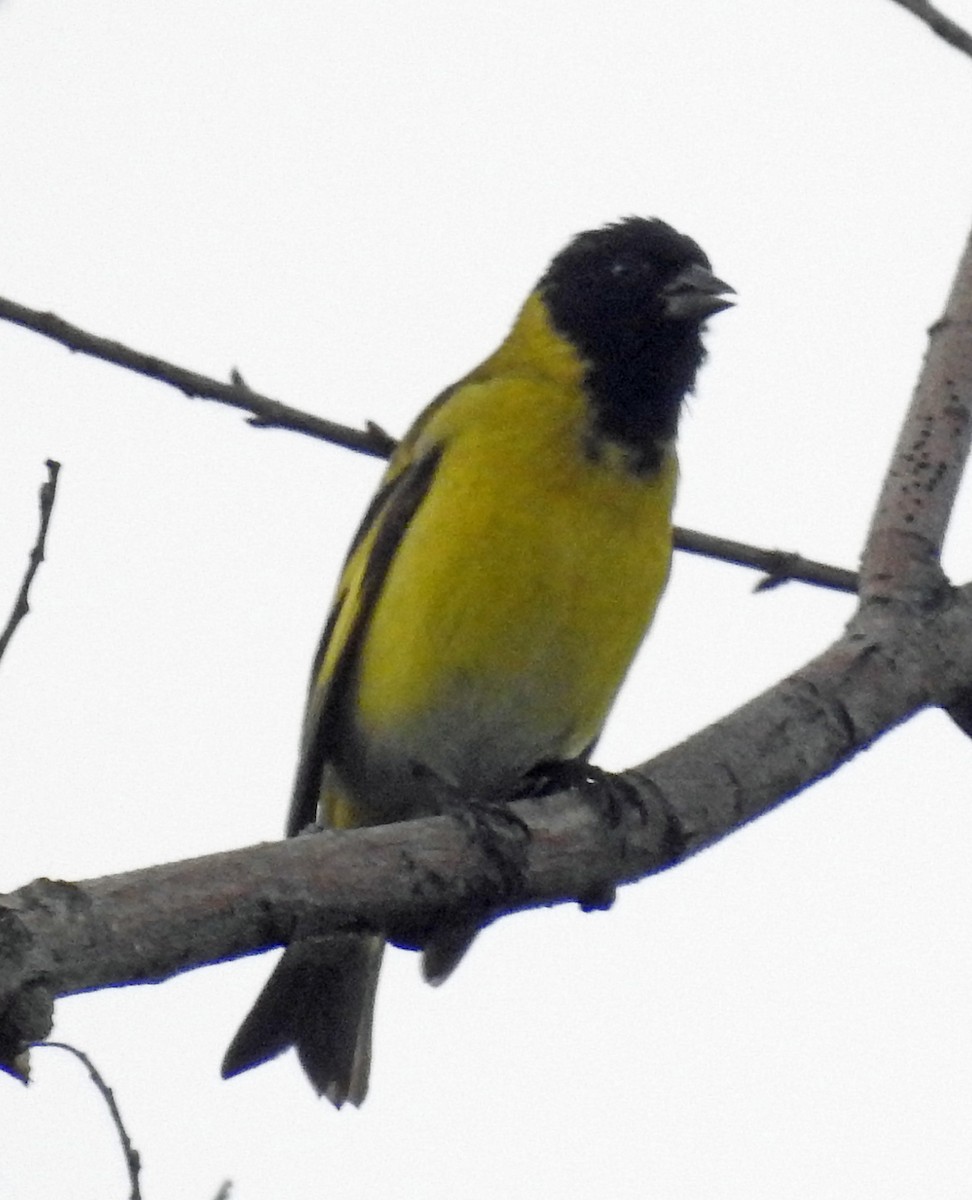 Hooded Siskin - ML644963408