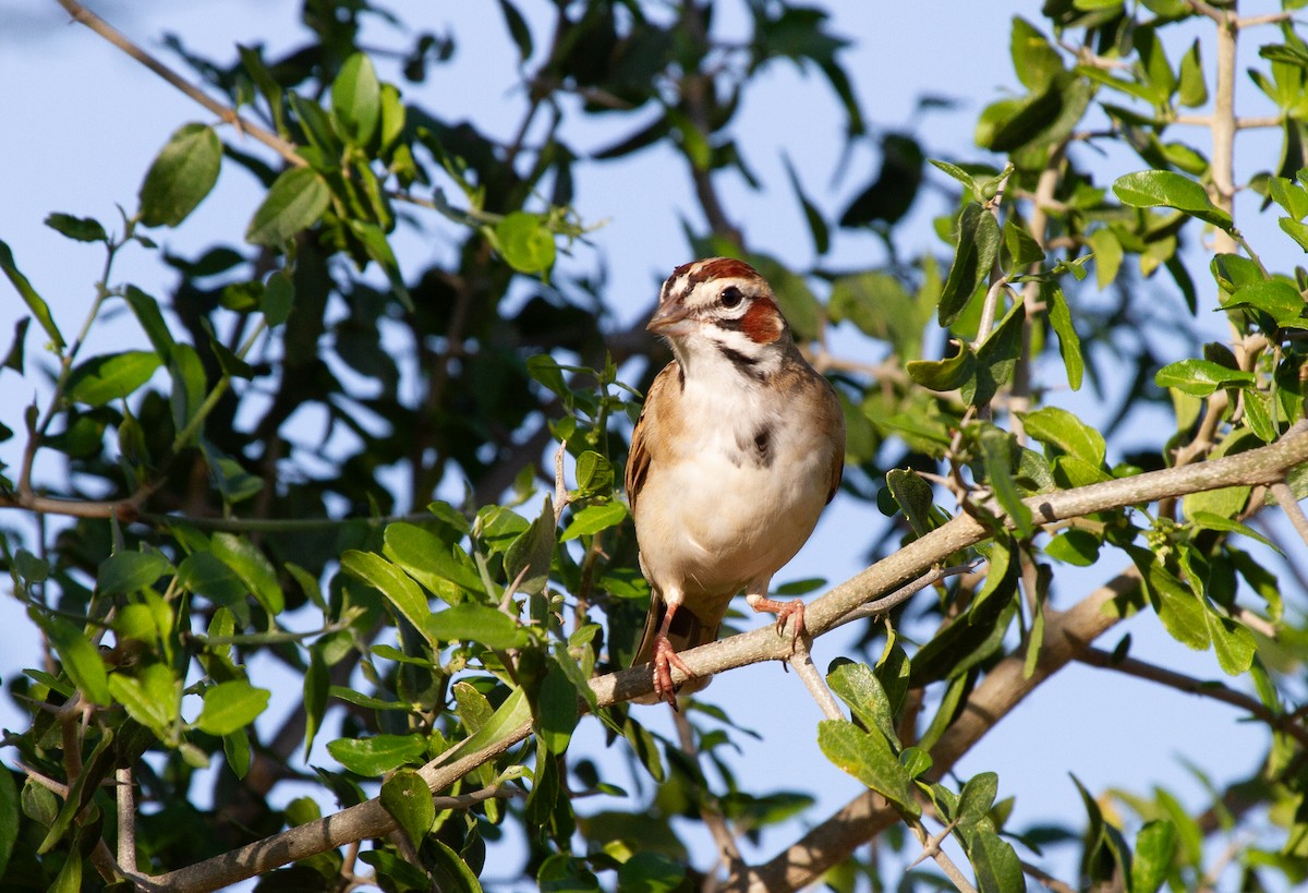 Lark Sparrow - ML644963414