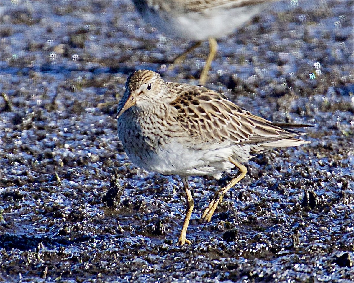 Дутыш - ML644963436