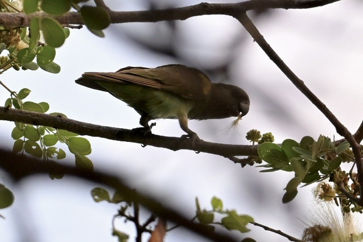 Meyer's Parrot - ML644963469