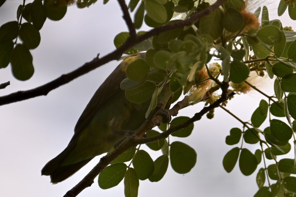 Meyer's Parrot - ML644963478