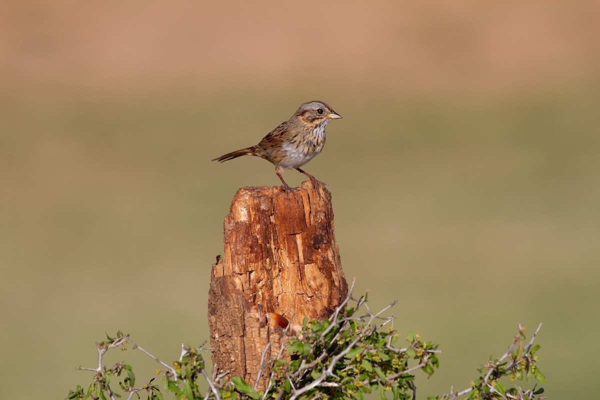 Lincoln's Sparrow - ML644963482
