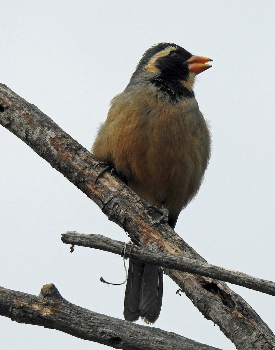 oransjenebbsaltator - ML644963488