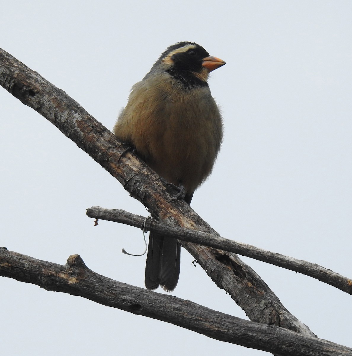 oransjenebbsaltator - ML644963489